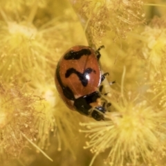 Coccinella transversalis at Scullin, ACT - 14 Sep 2021