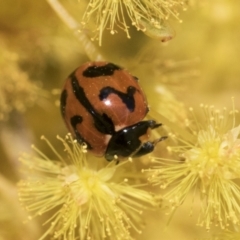 Coccinella transversalis at Scullin, ACT - 14 Sep 2021 12:39 PM