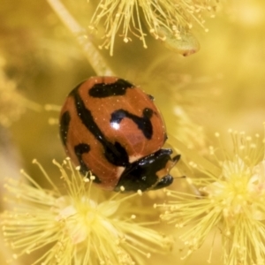 Coccinella transversalis at Scullin, ACT - 14 Sep 2021