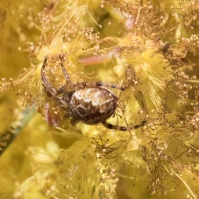 Araneus hamiltoni (Hamilton's Orb Weaver) at Scullin, ACT - 14 Sep 2021 by AlisonMilton