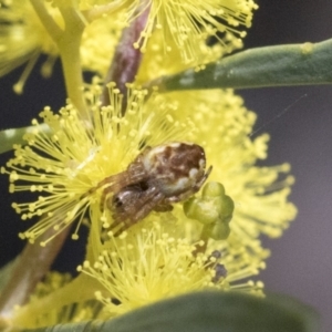 Araneus hamiltoni at Scullin, ACT - 14 Sep 2021 12:32 PM