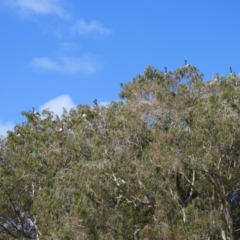 Anseranas semipalmata (Magpie Goose) at Cranbrook, QLD - 11 Dec 2019 by TerryS