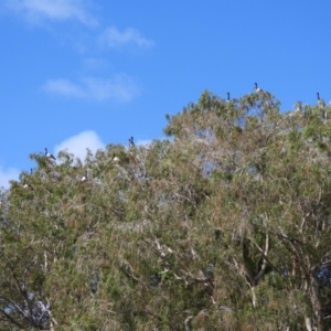 Anseranas semipalmata at Cranbrook, QLD - 11 Dec 2019
