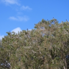Anseranas semipalmata (Magpie Goose) at Cranbrook, QLD - 10 Dec 2019 by TerryS