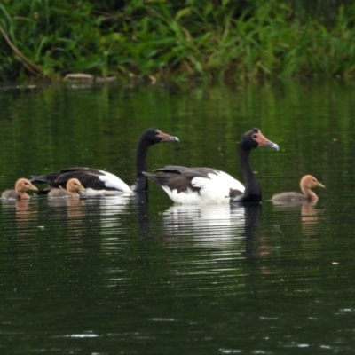 Anseranas semipalmata (Magpie Goose) at Cranbrook, QLD - 19 Dec 2020 by TerryS