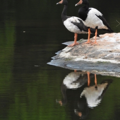 Anseranas semipalmata (Magpie Goose) at Douglas, QLD - 7 Aug 2019 by TerryS