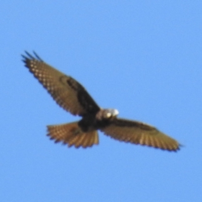 Falco berigora (Brown Falcon) at Lions Youth Haven - Westwood Farm - 15 Sep 2021 by HelenCross