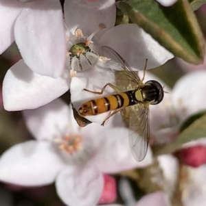 Sphaerophoria macrogaster at Murrumbateman, NSW - 15 Sep 2021