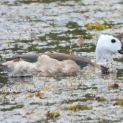 Nettapus coromandelianus (Cotton Pygmy-Goose) at Cranbrook, QLD - 17 Apr 2021 by TerryS