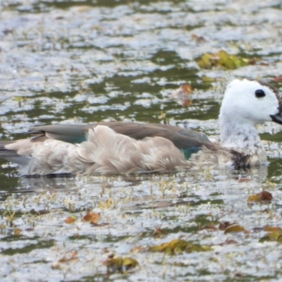 Nettapus coromandelianus (Cotton Pygmy-Goose) at Cranbrook, QLD - 18 Apr 2021 by TerryS