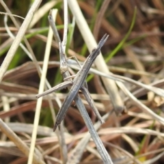 Keyacris scurra (Key's Matchstick Grasshopper) at Kambah, ACT - 15 Sep 2021 by HelenCross