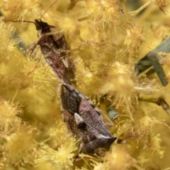 Oechalia schellenbergii (Spined Predatory Shield Bug) at Scullin, ACT - 14 Sep 2021 by AlisonMilton