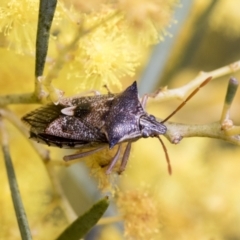 Oechalia schellenbergii at Scullin, ACT - 14 Sep 2021 12:43 PM