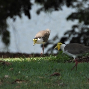 Vanellus miles at Aitkenvale, QLD - 6 Dec 2019