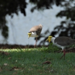 Vanellus miles (Masked Lapwing) at Aitkenvale, QLD - 6 Dec 2019 by TerryS