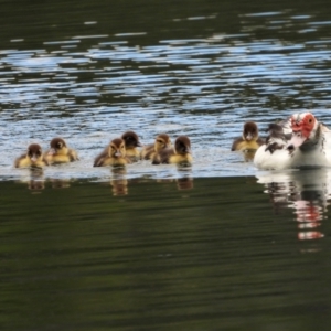 Cairina moschata at Douglas, QLD - 12 Sep 2020 12:07 PM