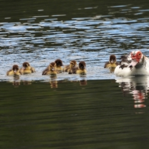 Cairina moschata at Douglas, QLD - 12 Sep 2020