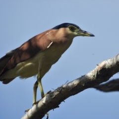 Nycticorax caledonicus (Nankeen Night-Heron) at Cranbrook, QLD - 18 Jan 2020 by TerryS