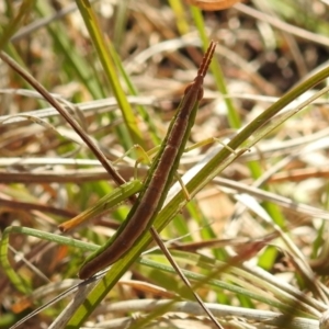 Keyacris scurra at Kambah, ACT - suppressed