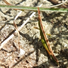 Keyacris scurra at Kambah, ACT - 15 Sep 2021