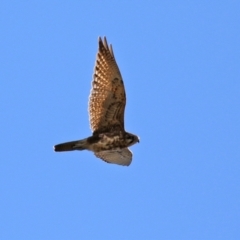 Falco berigora (Brown Falcon) at Majura, ACT - 14 Sep 2021 by RodDeb