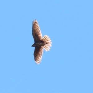 Falco berigora at Majura, ACT - 14 Sep 2021 02:02 PM