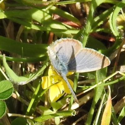 Zizina otis (Common Grass-Blue) at Kambah, ACT - 15 Sep 2021 by HelenCross