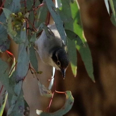 Melithreptus brevirostris (Brown-headed Honeyeater) at Majura, ACT - 14 Sep 2021 by RodDeb