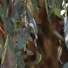 Melithreptus brevirostris at Majura, ACT - 14 Sep 2021 02:46 PM