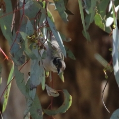 Melithreptus brevirostris at Majura, ACT - 14 Sep 2021