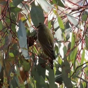 Melithreptus brevirostris at Majura, ACT - 14 Sep 2021