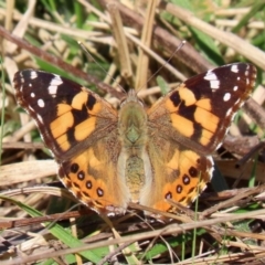 Vanessa kershawi (Australian Painted Lady) at Majura, ACT - 14 Sep 2021 by RodDeb