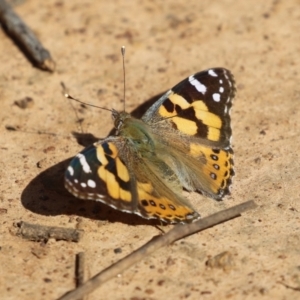 Vanessa kershawi at Majura, ACT - 14 Sep 2021 01:49 PM