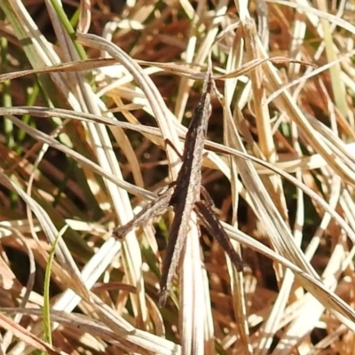 Keyacris scurra (Key's Matchstick Grasshopper) at Kambah, ACT - 15 Sep 2021 by HelenCross