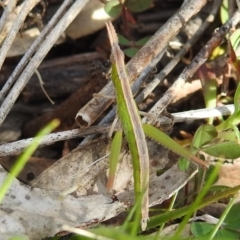 Keyacris scurra at Kambah, ACT - suppressed