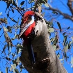 Platycercus elegans (Crimson Rosella) at Mount Ainslie - 14 Sep 2021 by RodDeb