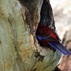 Platycercus elegans at Pialligo, ACT - 14 Sep 2021