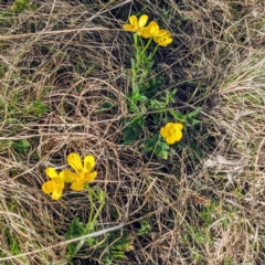 Ranunculus lappaceus (Australian Buttercup) at Kambah, ACT - 15 Sep 2021 by HelenCross