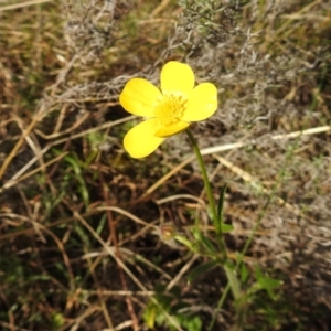 Ranunculus lappaceus at Kambah, ACT - 15 Sep 2021