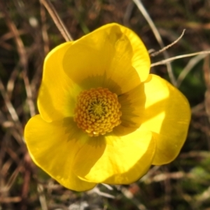 Ranunculus lappaceus at Kambah, ACT - 15 Sep 2021