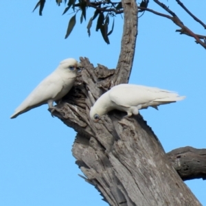 Cacatua sanguinea at Majura, ACT - 14 Sep 2021 01:31 PM