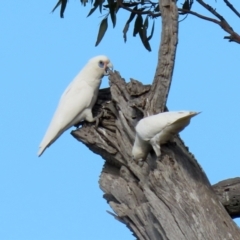 Cacatua sanguinea at Majura, ACT - 14 Sep 2021 01:31 PM