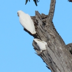 Cacatua sanguinea at Majura, ACT - 14 Sep 2021