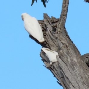 Cacatua sanguinea at Majura, ACT - 14 Sep 2021 01:31 PM