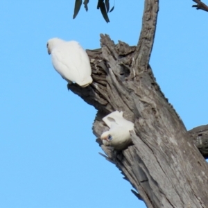 Cacatua sanguinea at Majura, ACT - 14 Sep 2021 01:31 PM