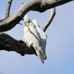 Cacatua sanguinea at Majura, ACT - 14 Sep 2021 01:31 PM