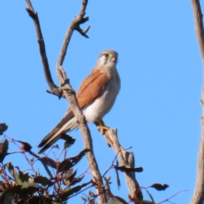 Falco cenchroides (Nankeen Kestrel) at Majura, ACT - 14 Sep 2021 by RodDeb