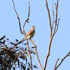 Falco cenchroides at Majura, ACT - 14 Sep 2021