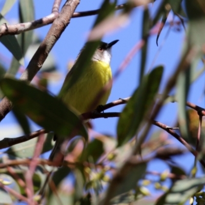 Gerygone olivacea (White-throated Gerygone) at Campbell Park Woodland - 14 Sep 2021 by RodDeb