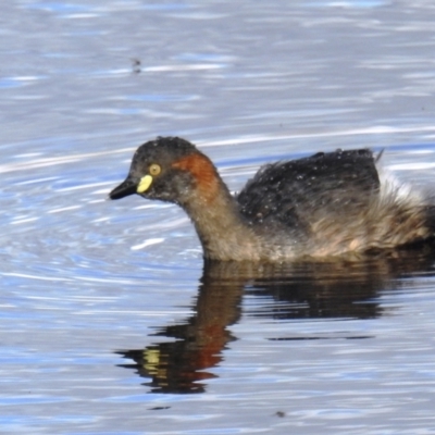 Tachybaptus novaehollandiae (Australasian Grebe) at Lions Youth Haven - Westwood Farm A.C.T. - 15 Sep 2021 by HelenCross